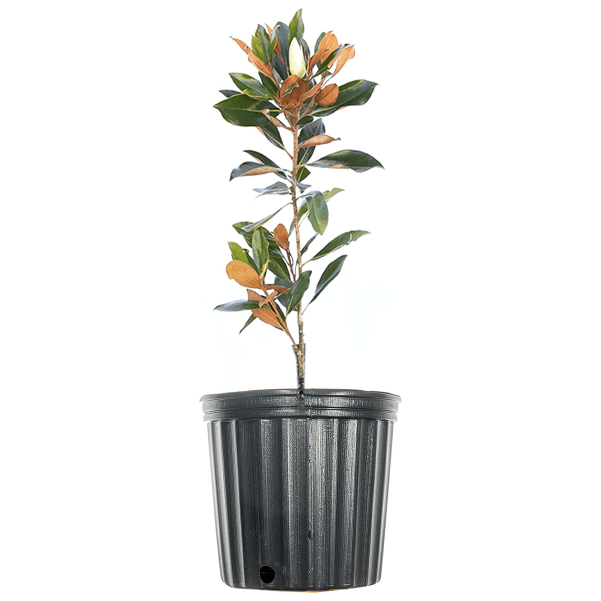 1 gal. Little Gem White Magnolia Tree