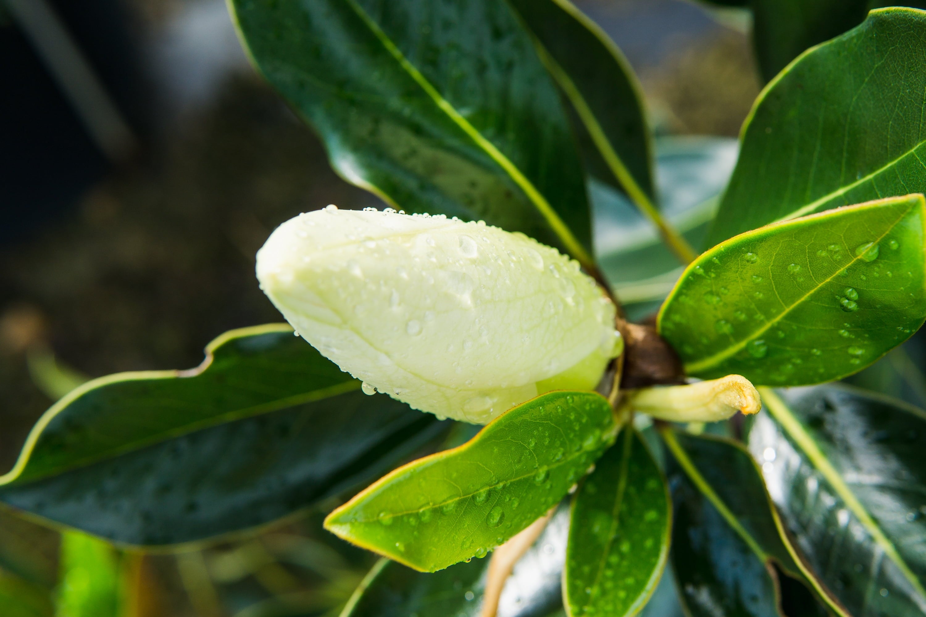1 gal. Little Gem White Magnolia Tree