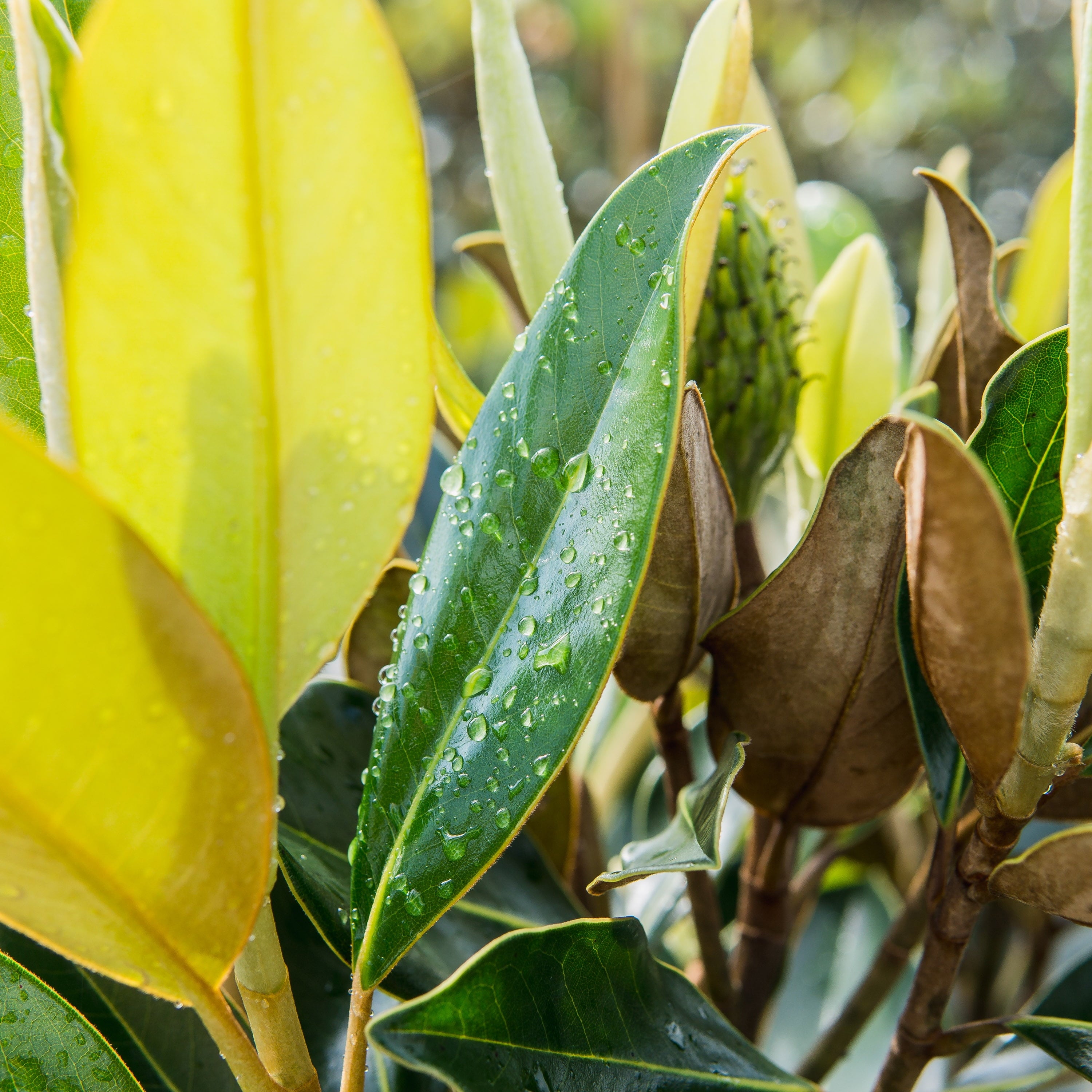 1 gal. Little Gem White Magnolia Tree