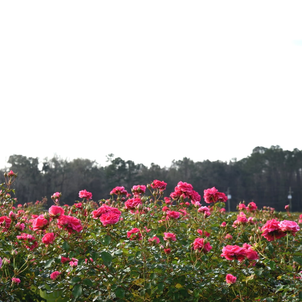 1 gal. Double Pink Knock Out Rose Bush - Beautiful Reblooming Shrub