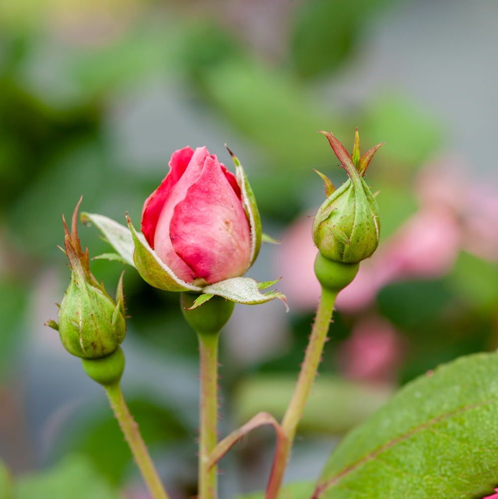 1 gal. Double Pink Knock Out Rose Bush - Beautiful Reblooming Shrub