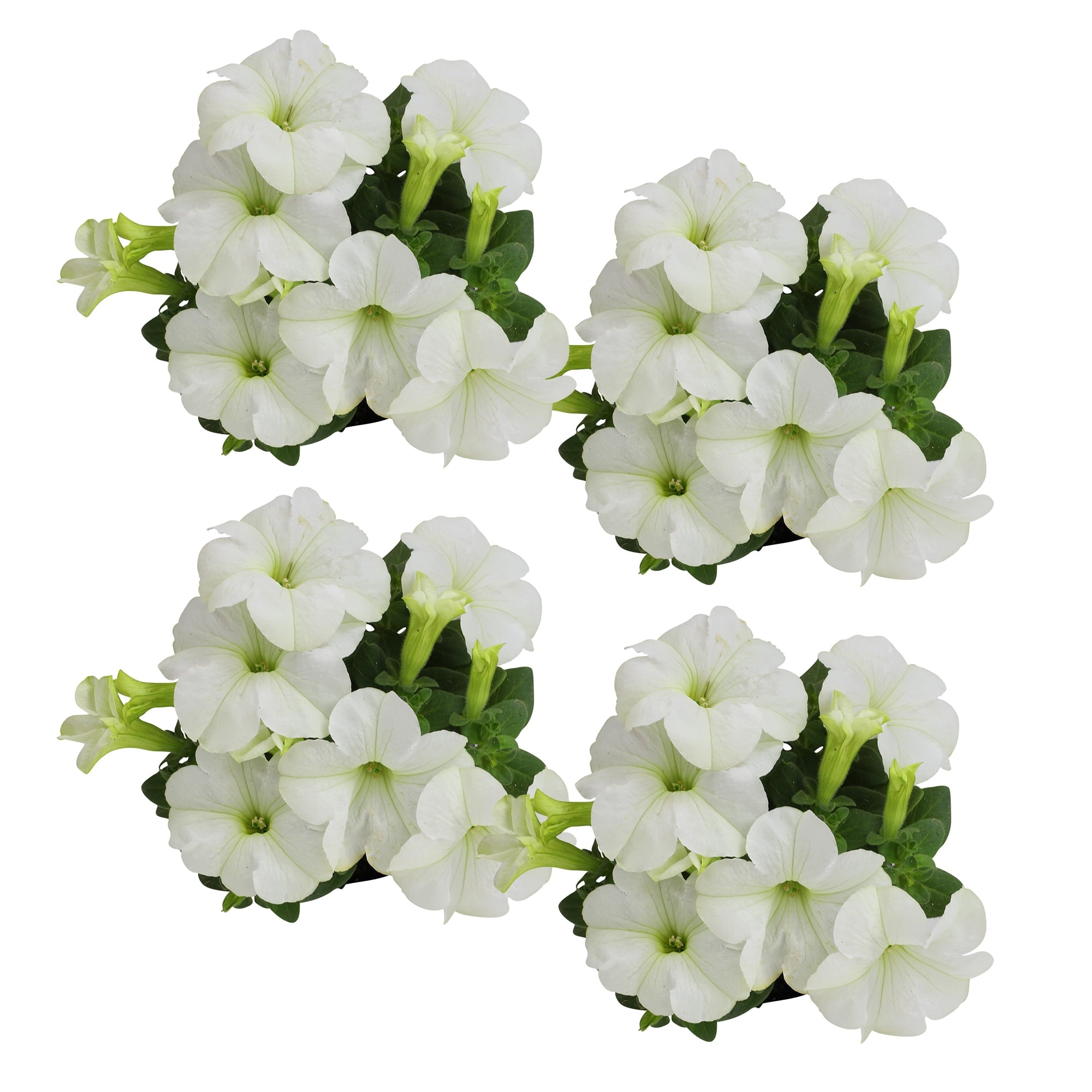 4PK 4" White Petunia Live Plant