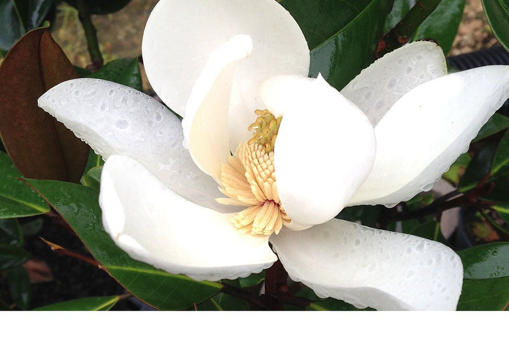 1 gal. Little Gem White Magnolia Tree