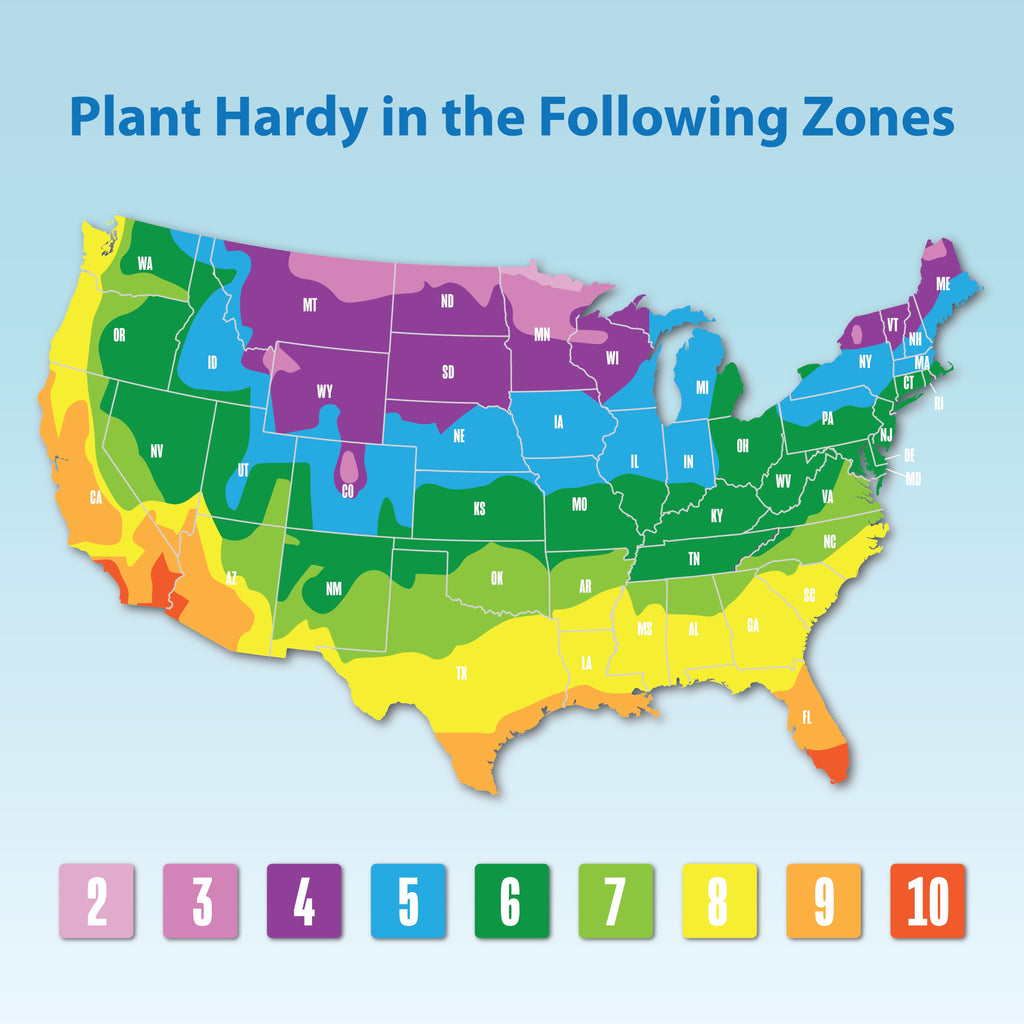 4PK 4" White Petunia Live Plant