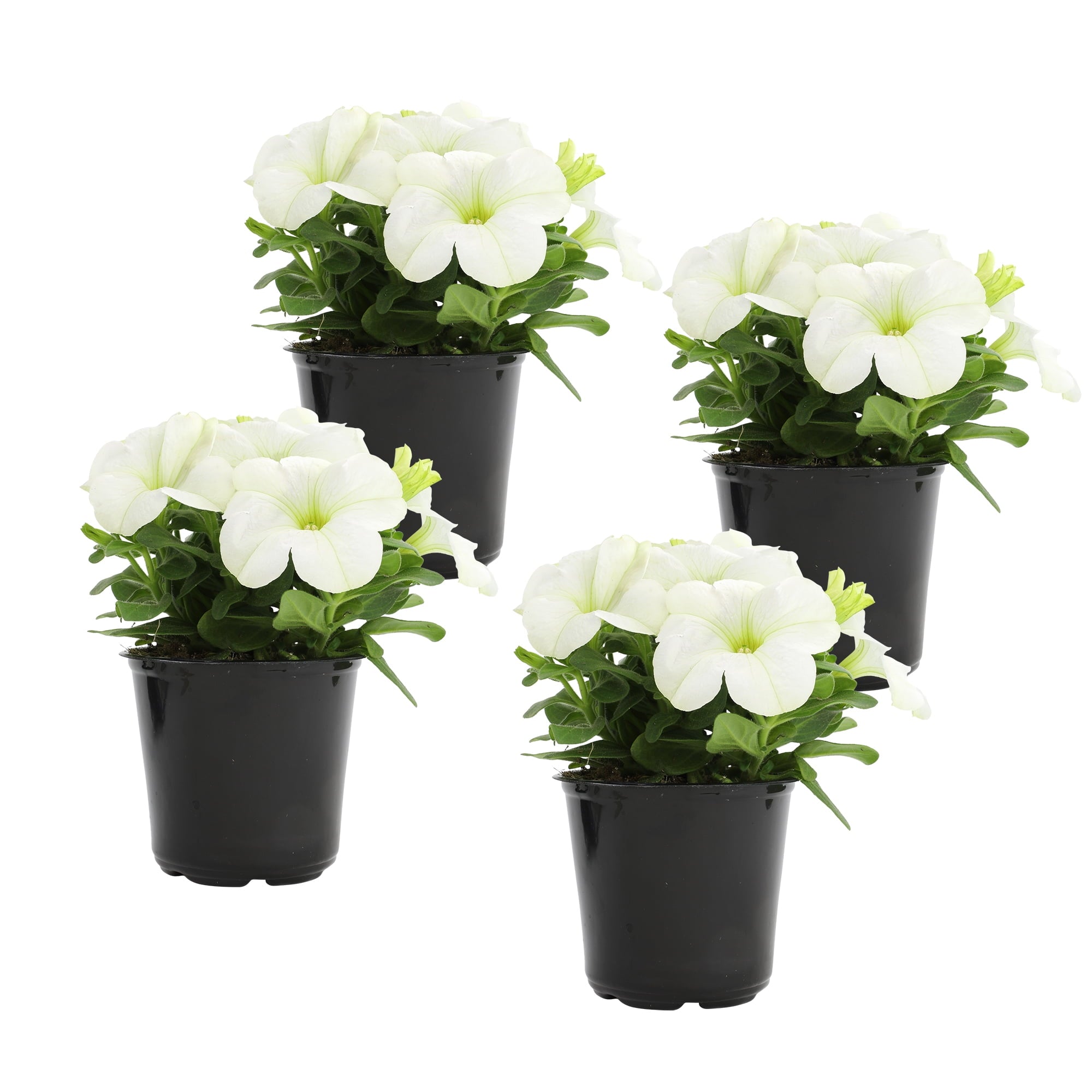 4PK 4" White Petunia Live Plant