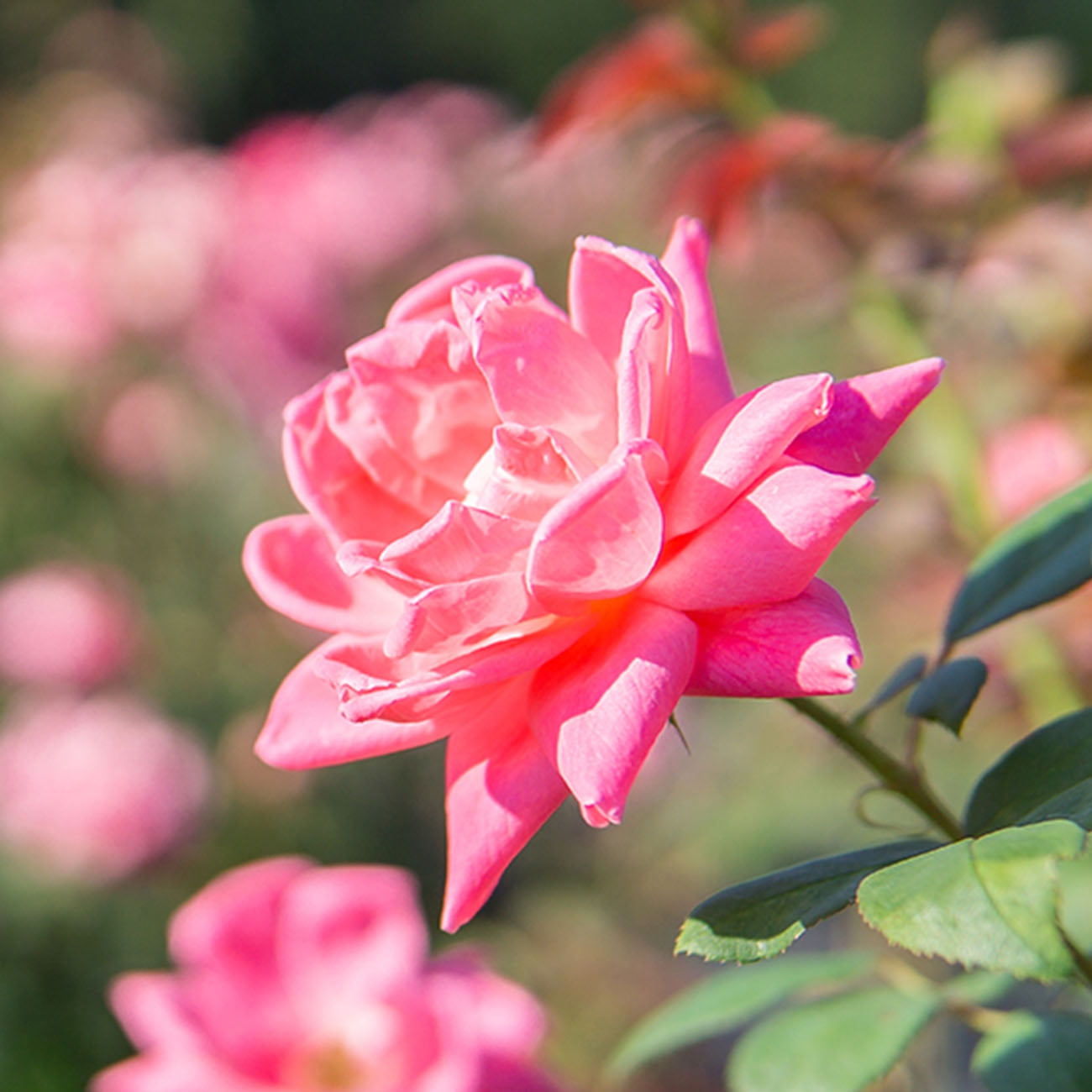 1 gal. Double Pink Knock Out Rose Bush - Beautiful Reblooming Shrub